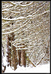 Snowy cedars